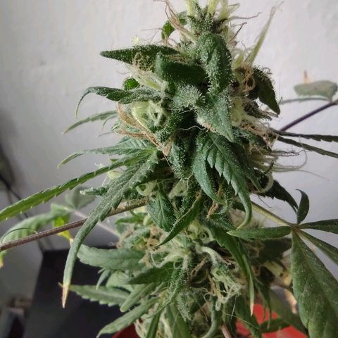 Genética desconocida growlog photo: Aprox con 4 mese y medio de vida.
En floración apartir aprox del 3er mes.
Nació en area verde de la entrada de mi fracc. Se ha mantenido bien, se h recuperado de mi ignorancia, de la primer semana. Aunque me interesa saber sobre el amarillo de sus hojas.