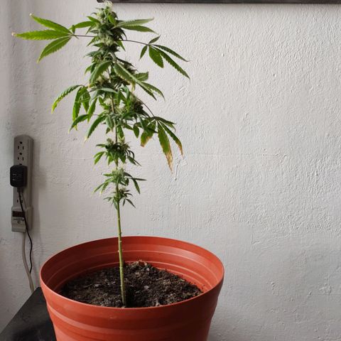 Genética desconocida growlog photo: Aprox con 4 mese y medio de vida.
En floración apartir aprox del 3er mes.
Nació en area verde de la entrada de mi fracc. Se ha mantenido bien, se h recuperado de mi ignorancia, de la primer semana. Aunque me interesa saber sobre el amarillo de sus hojas.