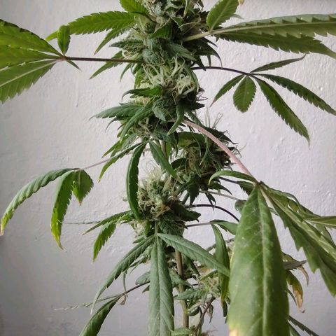Genética desconocida growlog photo: Aprox con 4 mese y medio de vida.
En floración apartir aprox del 3er mes.
Nació en area verde de la entrada de mi fracc. Se ha mantenido bien, se h recuperado de mi ignorancia, de la primer semana. Aunque me interesa saber sobre el amarillo de sus hojas.