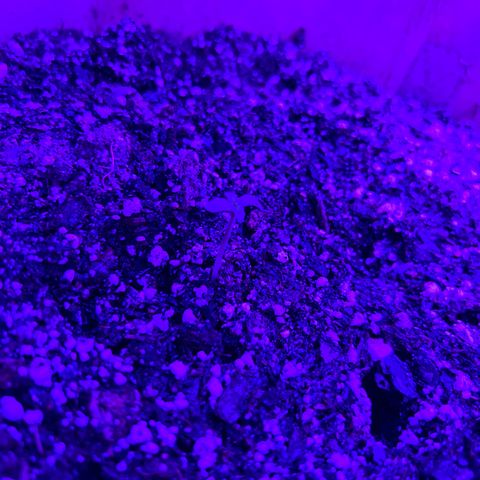 Critical growlog timeline photo