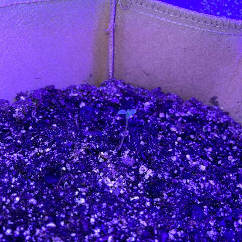 Fat Banana Automatic growlog timeline photo