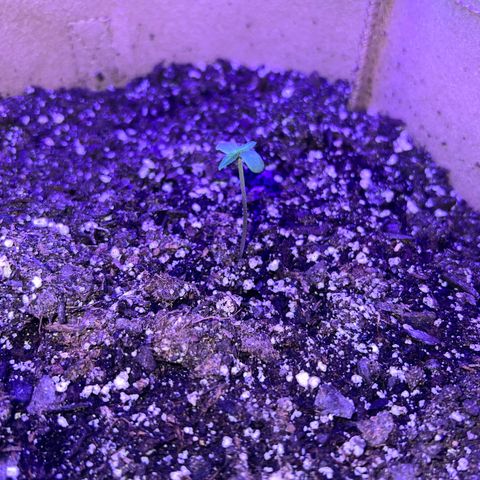 Critical growlog timeline photo