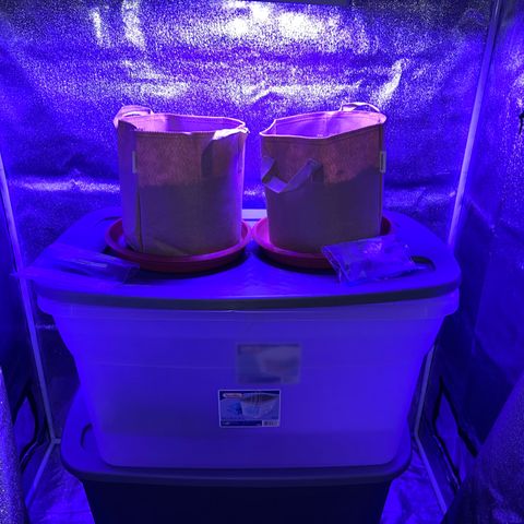 Critical growlog timeline photo