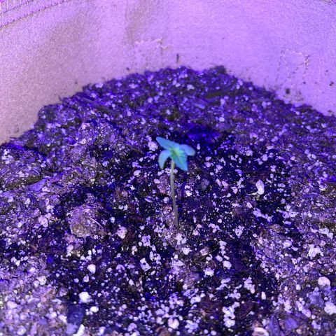 Critical growlog timeline photo
