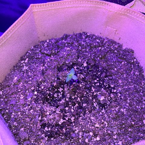 Critical growlog timeline photo