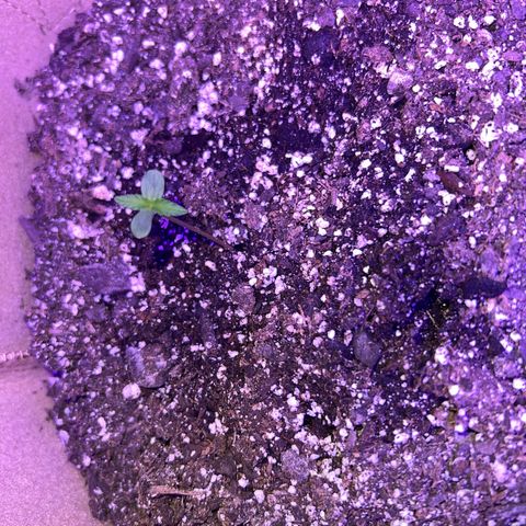 Fat Banana Automatic growlog timeline photo