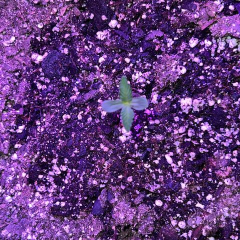 Fat Banana Automatic growlog timeline photo