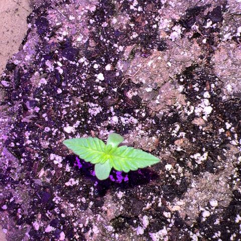 Critical growlog timeline photo