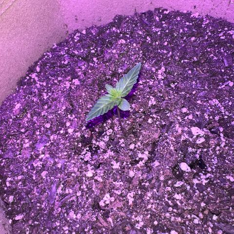 Critical growlog timeline photo