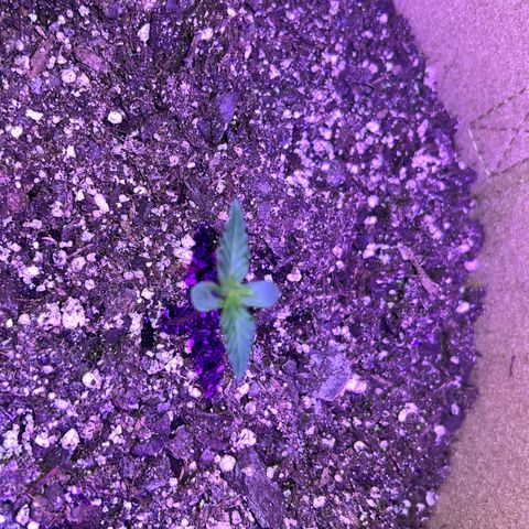 Fat Banana Automatic growlog timeline photo