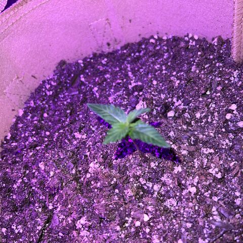 Critical growlog timeline photo