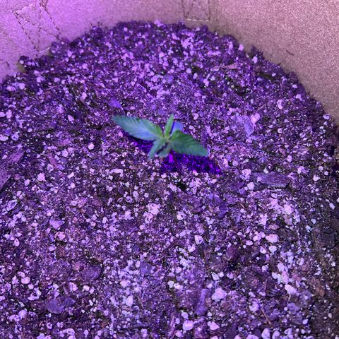 Fat Banana Automatic growlog timeline photo