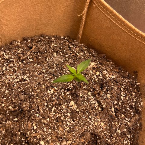 Fat Banana Automatic growlog timeline photo