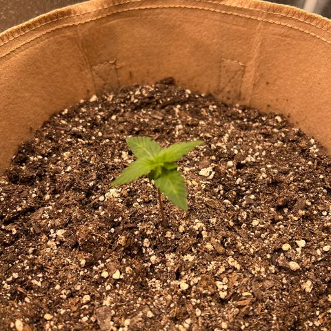 Critical growlog timeline photo