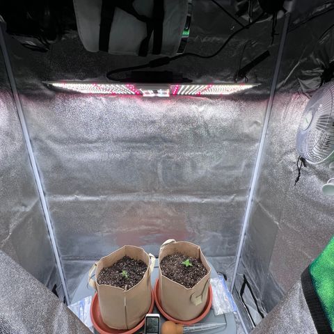 Critical growlog photo: Lowered plants