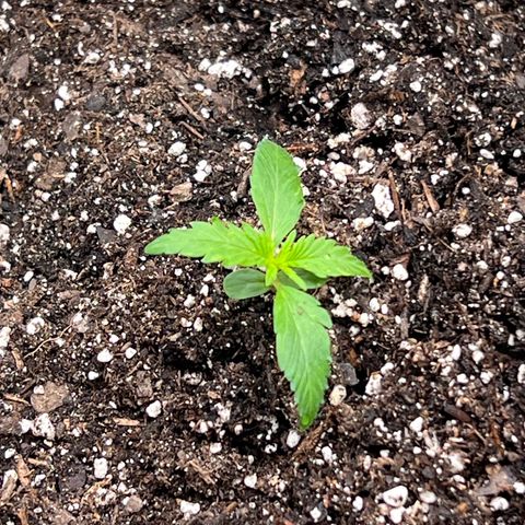 Fat Banana Automatic growlog photo: Added soil