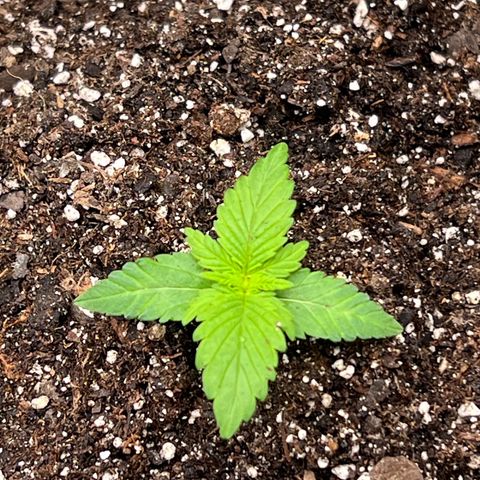 Critical growlog photo: Added soil