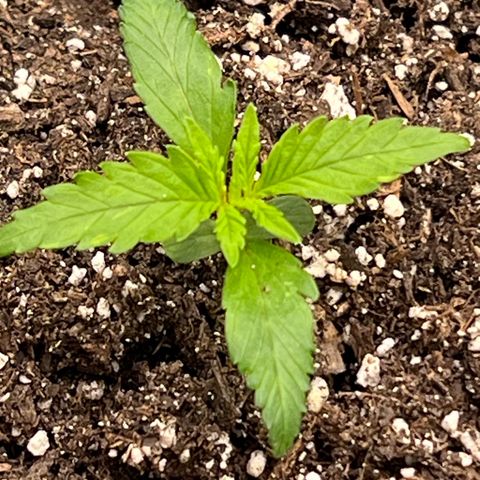 Fat Banana Automatic growlog timeline photo