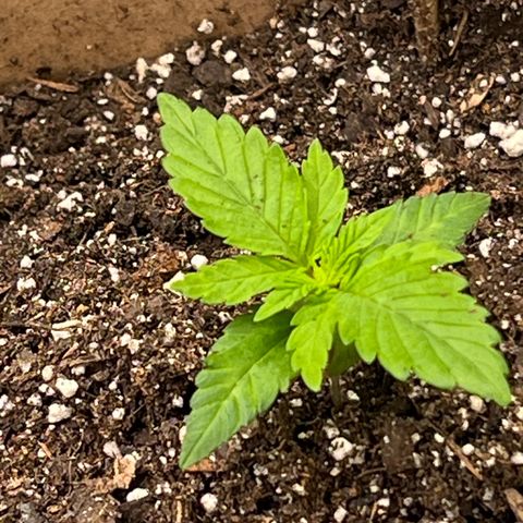 Critical growlog timeline photo
