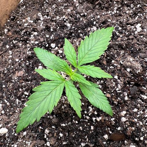 Fat Banana Automatic growlog timeline photo