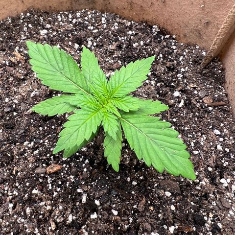 Critical growlog timeline photo