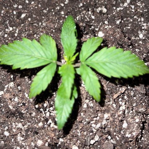 Fat Banana Automatic growlog timeline photo