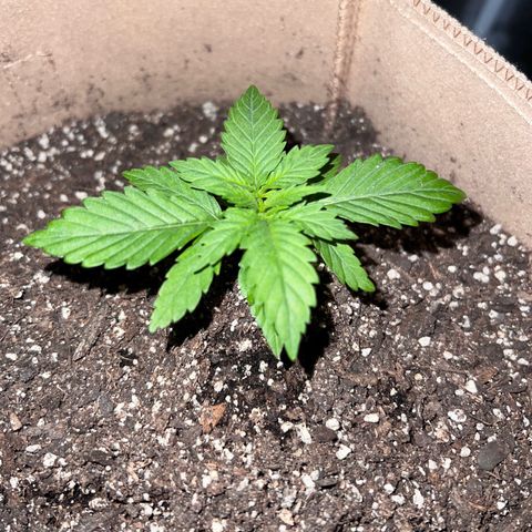 Critical growlog timeline photo