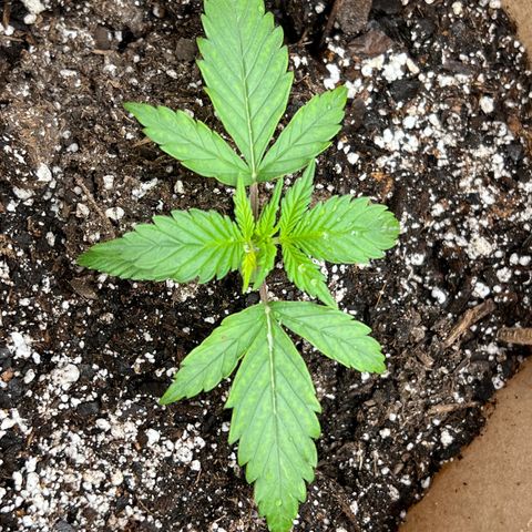 Fat Banana Automatic growlog timeline photo