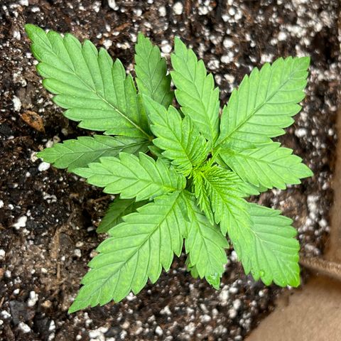 Critical growlog timeline photo