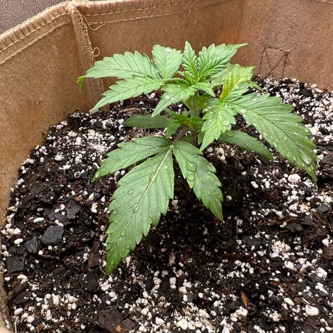 Fat Banana Automatic growlog timeline photo