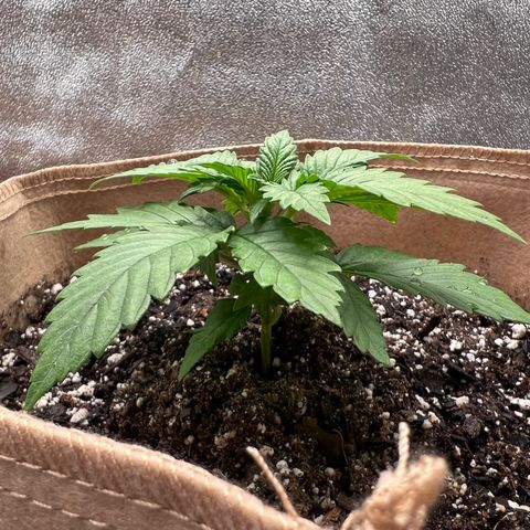 Critical growlog timeline photo