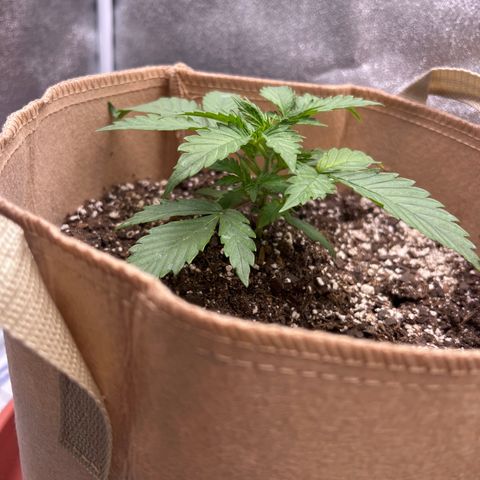 Fat Banana Automatic growlog timeline photo
