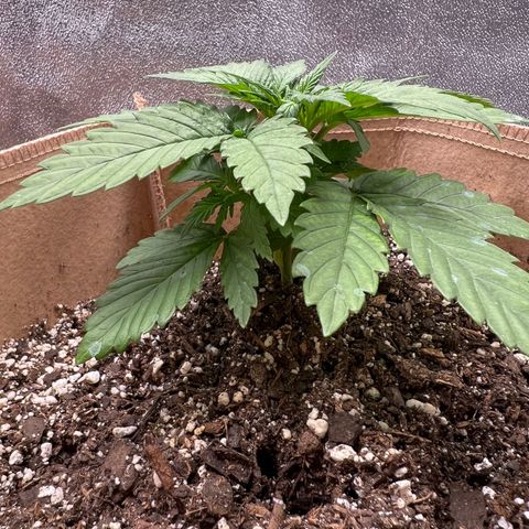 Critical growlog timeline photo