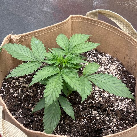 Fat Banana Automatic growlog timeline photo