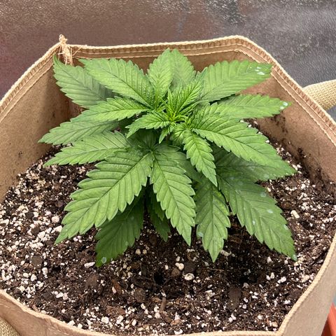 Critical growlog timeline photo