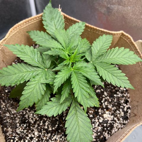 Fat Banana Automatic growlog timeline photo