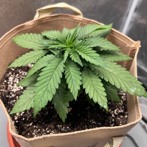 Critical growlog timeline photo