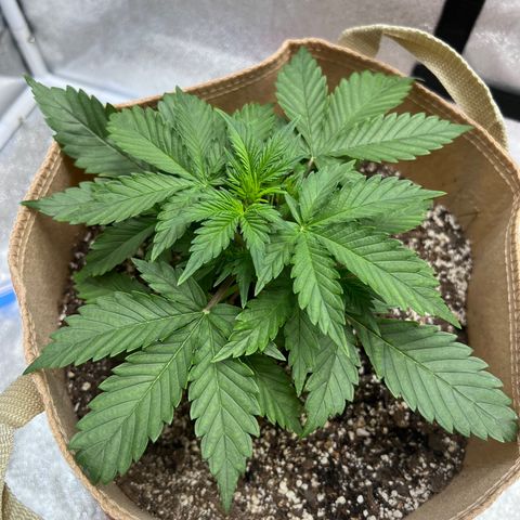 Fat Banana Automatic growlog timeline photo