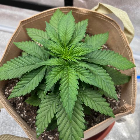 Critical growlog timeline photo