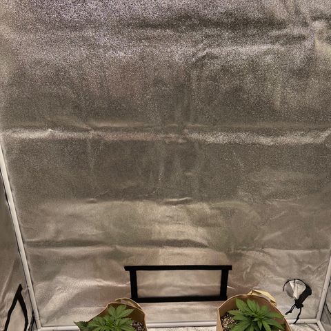 Critical growlog timeline photo
