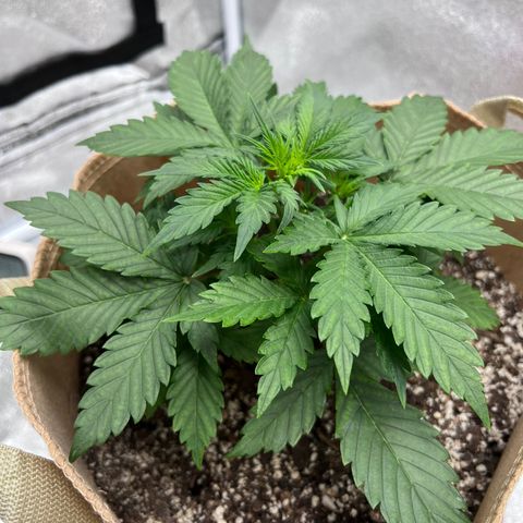 Fat Banana Automatic growlog timeline photo