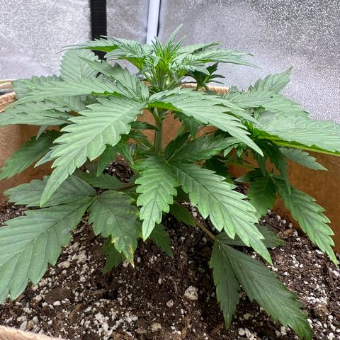 Fat Banana Automatic growlog timeline photo