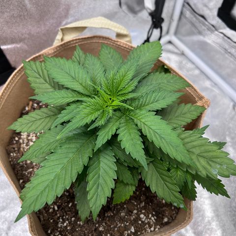 Critical growlog timeline photo