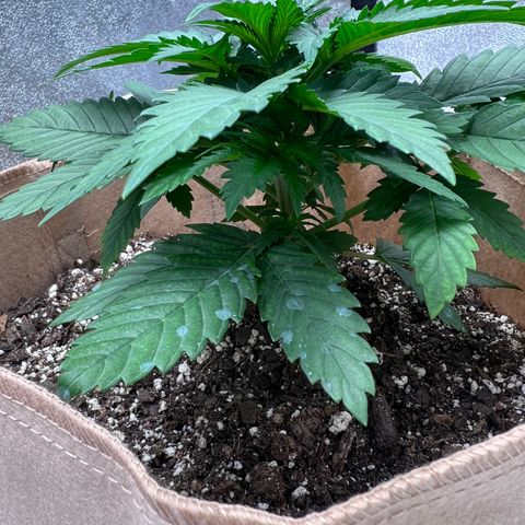 Critical growlog timeline photo