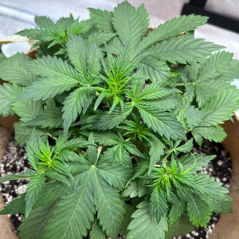 Fat Banana Automatic growlog timeline photo