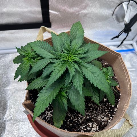 Critical growlog timeline photo