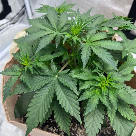 Fat Banana Automatic growlog timeline photo