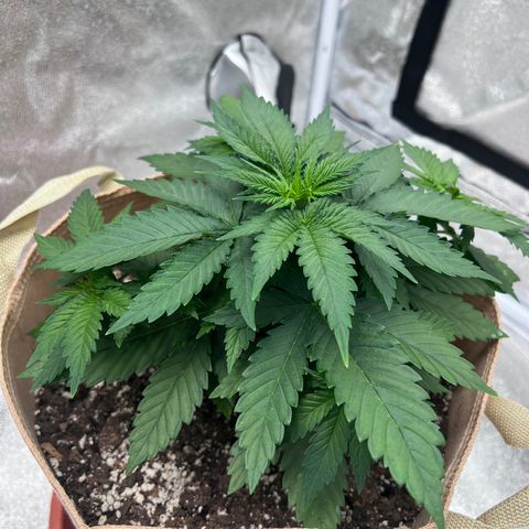 Critical growlog timeline photo