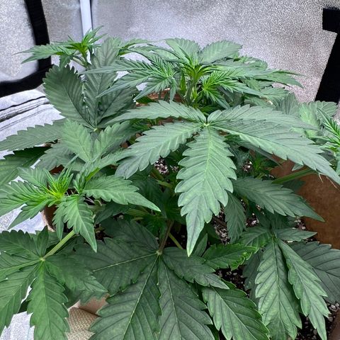 Fat Banana Automatic growlog timeline photo