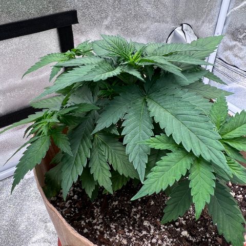Critical growlog timeline photo